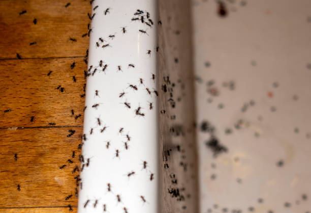 Best Emergency Pest Control  in Springfield, SD