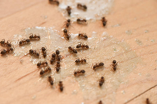 Best Termite Control Services  in Springfield, SD